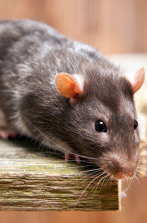 Eliminar Rates i Ratolins a Girona