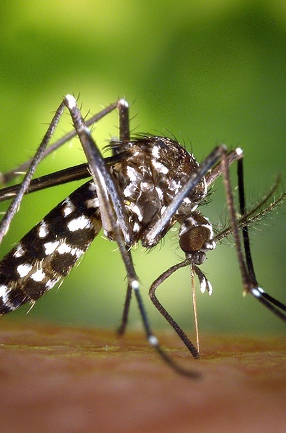 Eliminar Mosquits a Girona