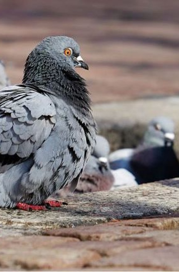 Eliminar Palomas y Gaviotas en Girona